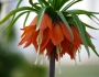 Fritillaria imperialis image