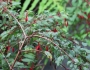 Fuchsia magellanica image