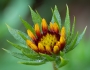 Gaillardia aristata image