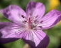 Geranium viscosissimum image