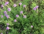 Glandularia bipinnatifida image