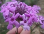 Glandularia bipinnatifida var. ciliata image