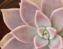 Graptopetalum paraguayense image