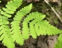 Gymnocarpium dryopteris image