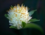 Haemanthus albiflos image