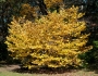 Hamamelis virginiana image