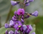 Hardenbergia violacea image