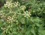 Hedera canariensis image