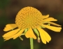 Helenium autumnale image