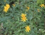 Helianthus strumosus image