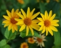 Heliopsis helianthoides image