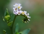 Heliotropium angiospermum image