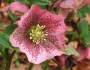 Helleborus orientalis image