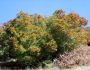 Heteromeles arbutifolia image