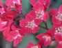 Heuchera sanguinea image