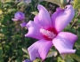 Hibiscus syriacus image