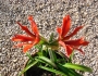 Hippeastrum aulicum image