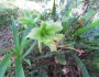 Hippeastrum calyptratum image