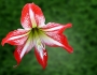 Hippeastrum correiense image