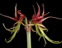 Hippeastrum cybister image