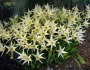 Hippeastrum evansiae image