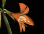 Hippeastrum miniatum image