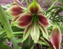 Hippeastrum papilio image