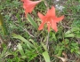 Hippeastrum petiolatum image