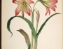 Hippeastrum psittacinum image