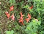 Hippeastrum reginae image