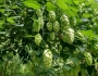 Humulus lupulus image