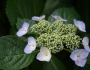 Hydrangea anomala image