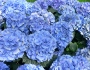 Hydrangea macrophylla image