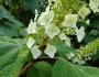 Hydrangea quercifolia image