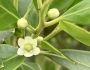 Ilex glabra image