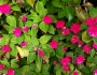 Impatiens walleriana image