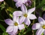 Ipheion uniflorum image