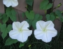 Ipomoea alba image