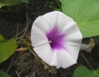 Ipomoea batatas image