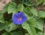 Ipomoea indica image