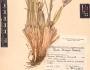 Iris bungei image