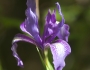 Iris douglasiana image