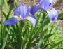 Iris korolkowii image