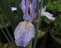 Iris longipetala image