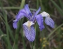 Iris missouriensis image