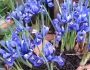 Iris reticulata image