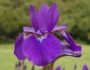 Iris sibirica image