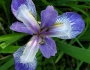 Iris virginica image