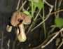 Aristolochia macrophylla image