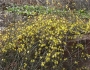 Jasminum nudiflorum image